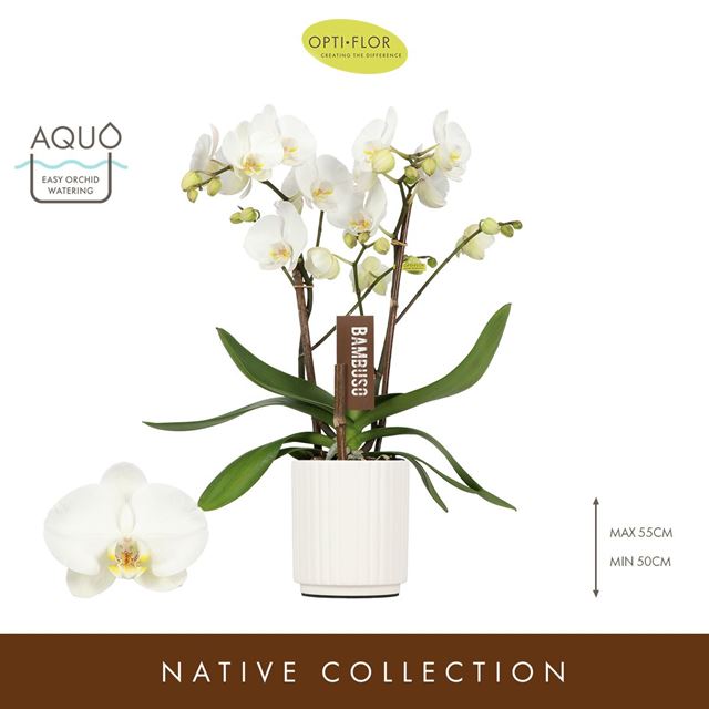 Picture of PHALAENOPIS 02-STEM BAMBUSO INYO IN CERAMIC