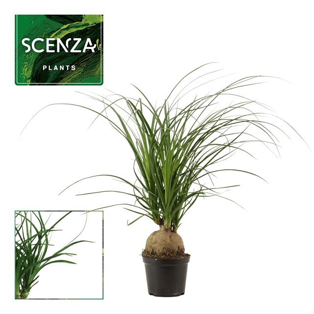 Picture of Beaucarnea recurvata