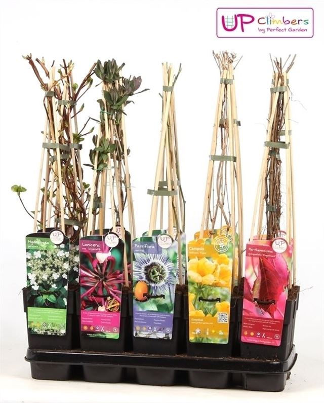 Picture of Climbers mix