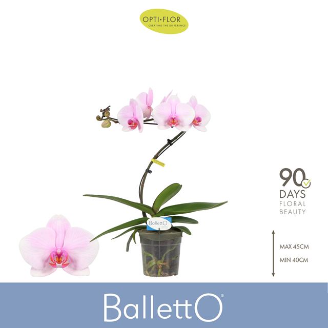 Picture of Phalaenopsis 01-stem balletto curl
