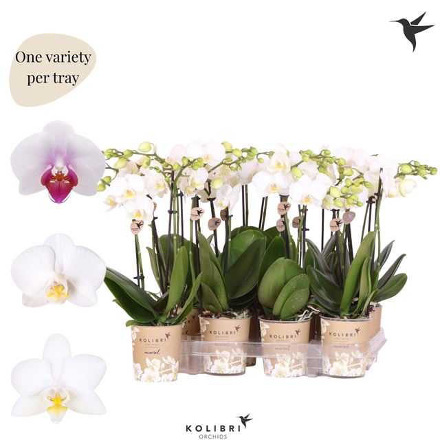 Picture of Phalaenopsis 02-stem kolibri white