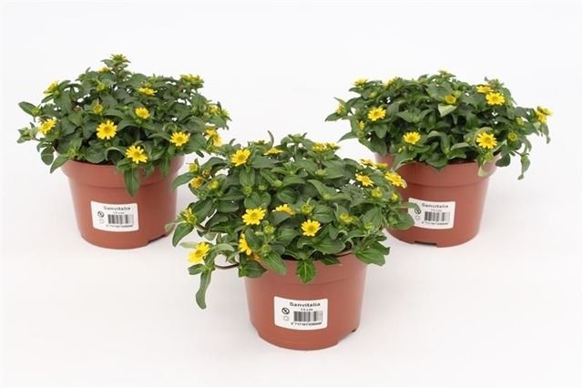 Picture of Sanvitalia procumbens