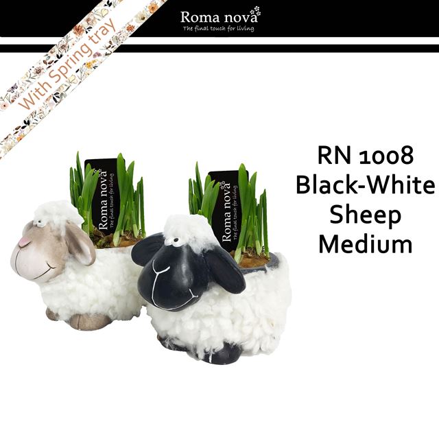 Picture of Narcissus black white sheep medium