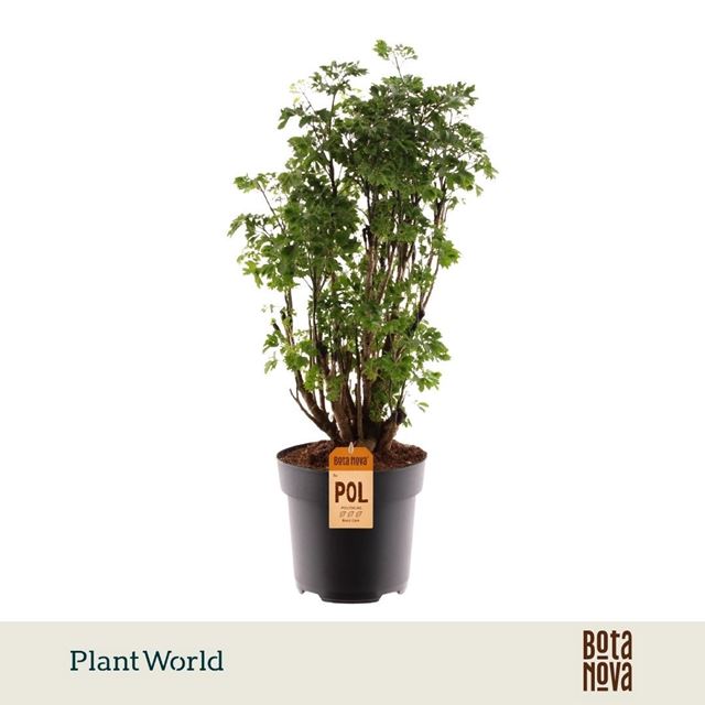 Picture of Polyscias roble branched