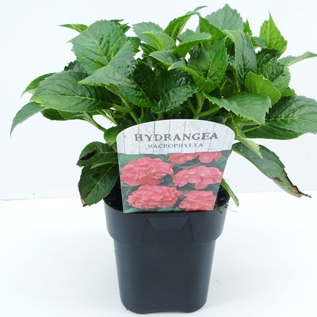 Picture of HYDRANGEA MACROPHYLLA RED