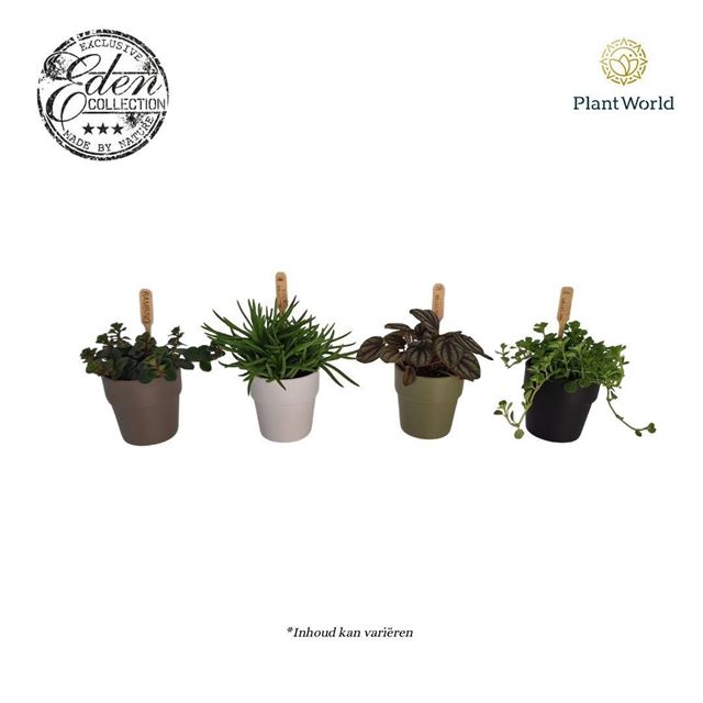 Picture of Bambino mix in coloured coverpot