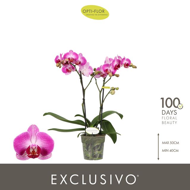 Picture of Phalaenopsis 02-stem exclusivo bing