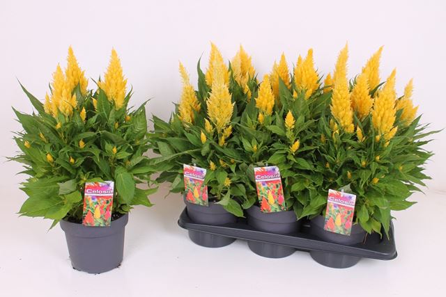 Picture of Celosia kelos fire yellow