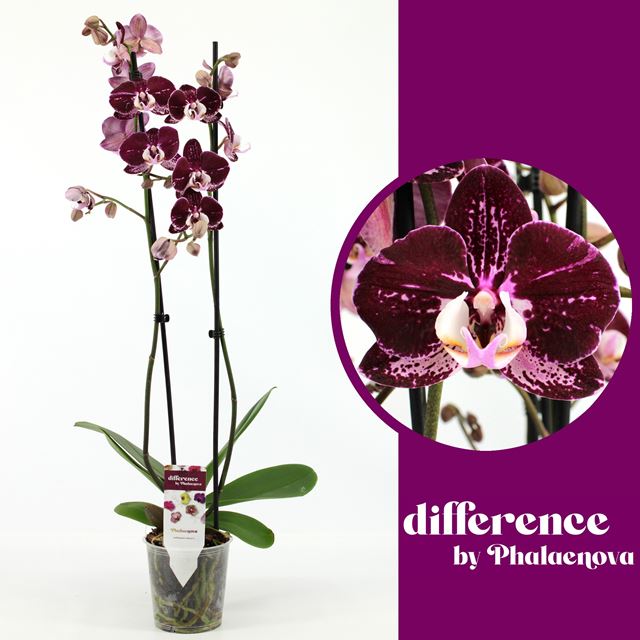 Picture of PHALAENOPSIS 02-STEM AGNES