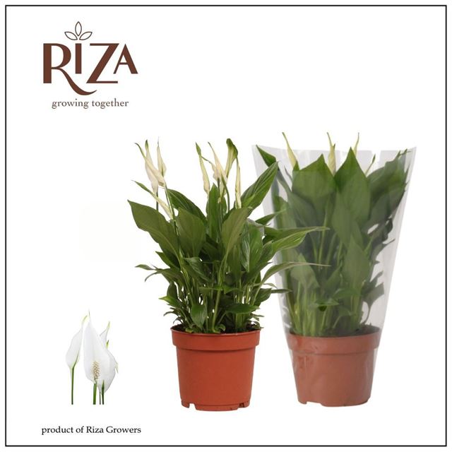 Picture of SPATHIPHYLLUM CHOPIN