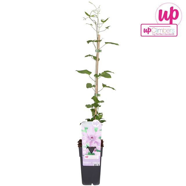 Picture of Clematis hagley hibrid