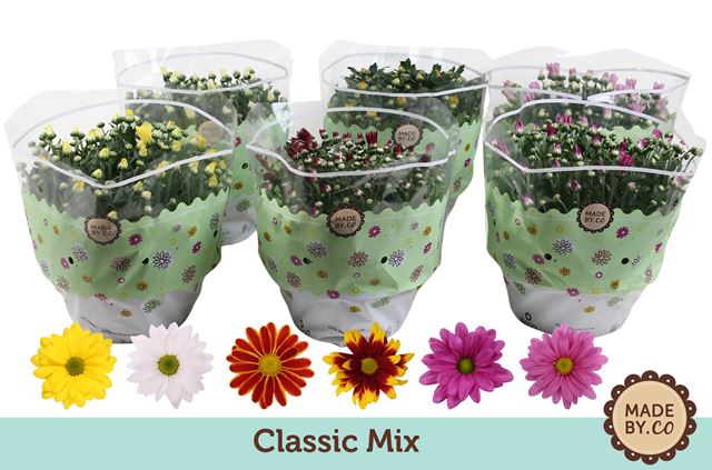 Picture of CHRYSANTHEMUM INDICUM MIX BOWL POT