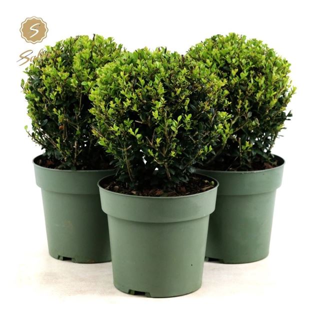 Picture of ILEX CRENATA JENNY BALL 020CM