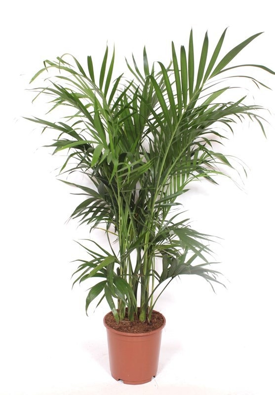 Picture of Chamaedorea cataractarum stella palm