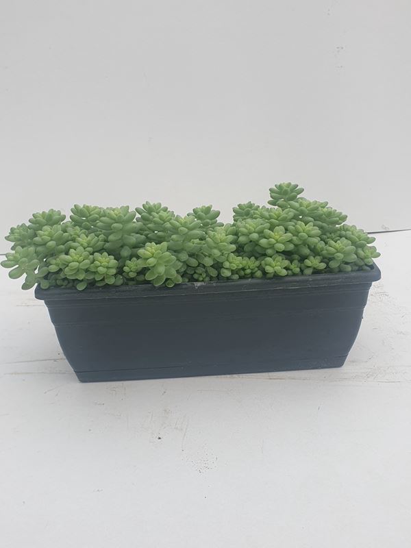 Picture of SEDUM BURRITO IN WINDOWBOX