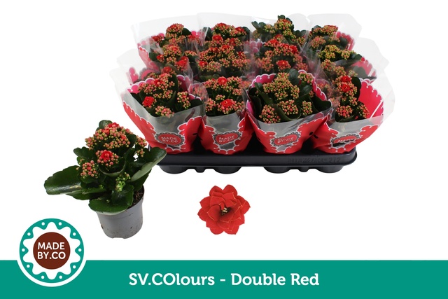 Picture of Kalanchoe rosalina red + glitter