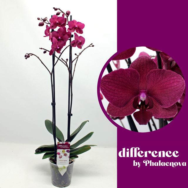 Picture of PHALAENOPSIS 02-STEM PAVAROTTI