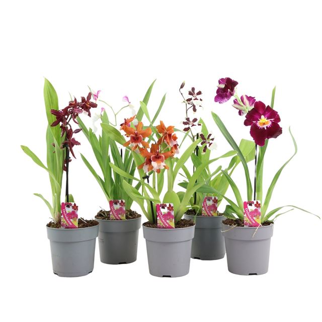 Picture of ORCHIDEE 01-STEM MIX
