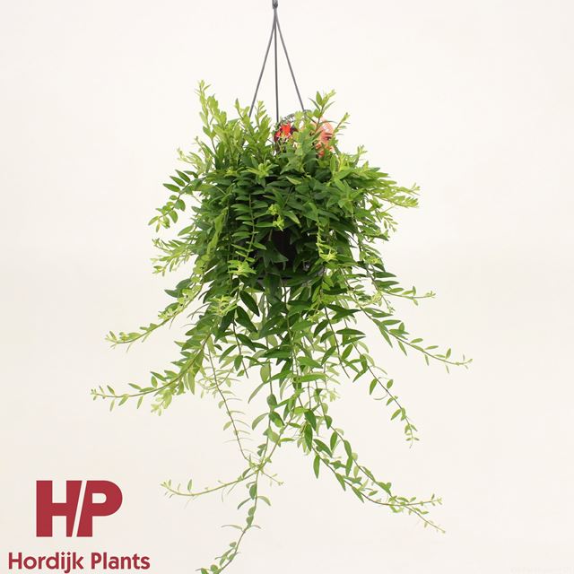 Picture of AESCHYNANTHUS JAPHROLEPIS IN HANGING BASKET