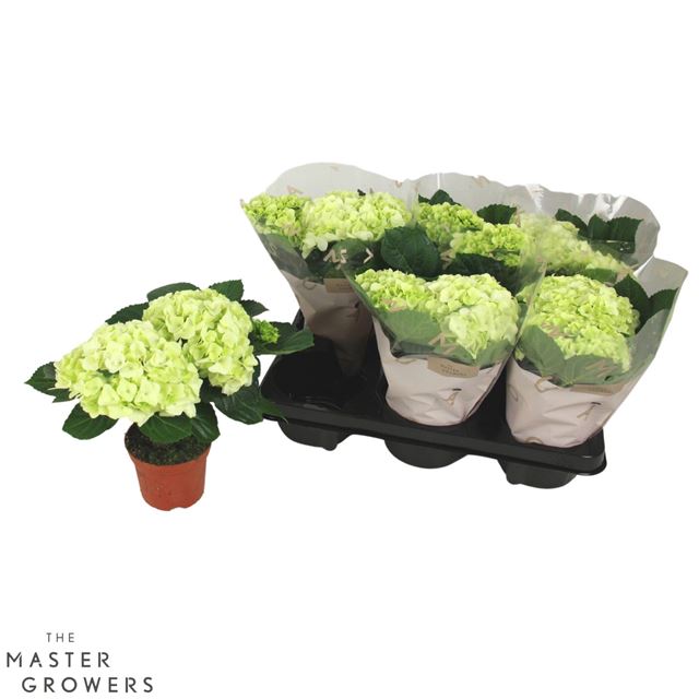 Picture of Hydrangea macrophylla 02+fl white