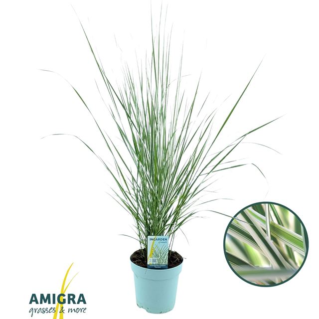 Picture of Calamagrostis acutiflora