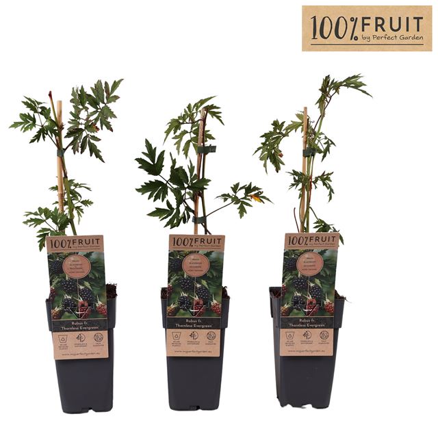 Picture of Rubus fruticosus thornfree evergreen