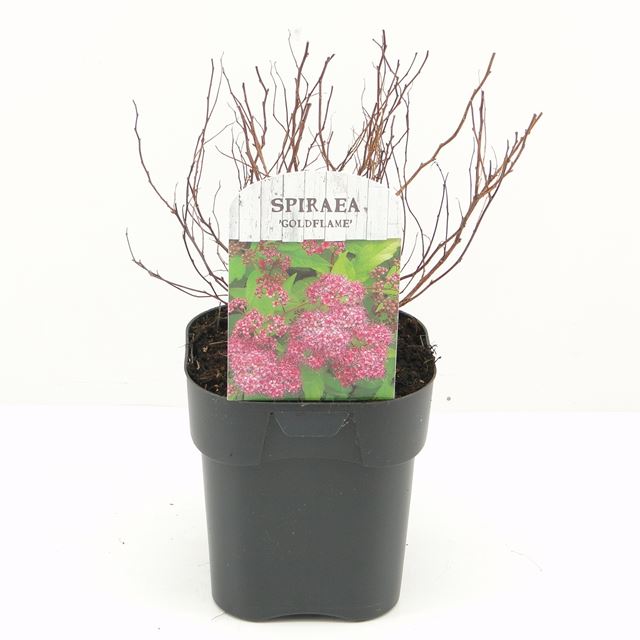 Picture of SPIRAEA JAPONICA GOLDFLAME