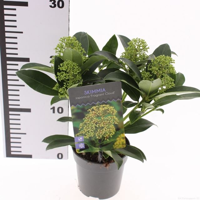 Picture of Skimmia japonica fragrant cloud 03+fl