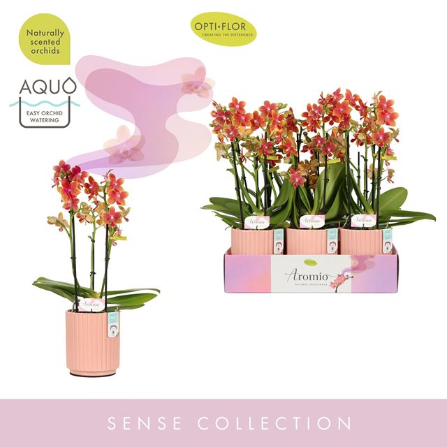 Picture of PHALAENOPSIS 03-STEM AROMIO TROPICAL IN CERAMIC