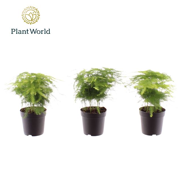 Picture of Asparagus setaceus plumosus