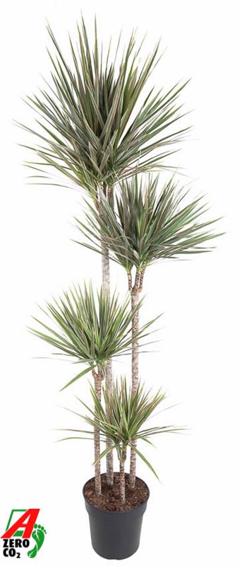 Picture of DRACAENA MARGINATA BICOLOR 120+/090+/060+/030+