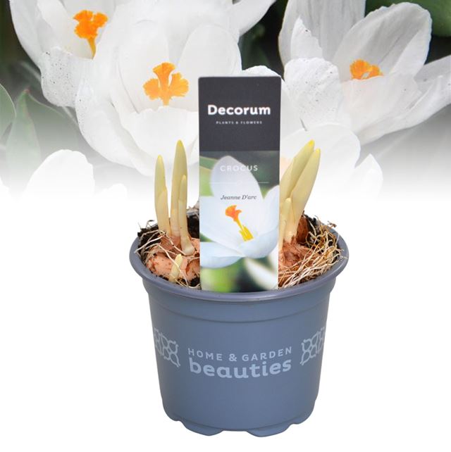 Picture of Crocus jeanne d'arc