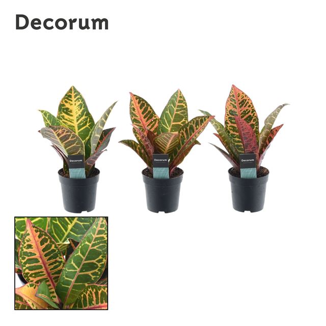 Picture of CODIAEUM PETRA