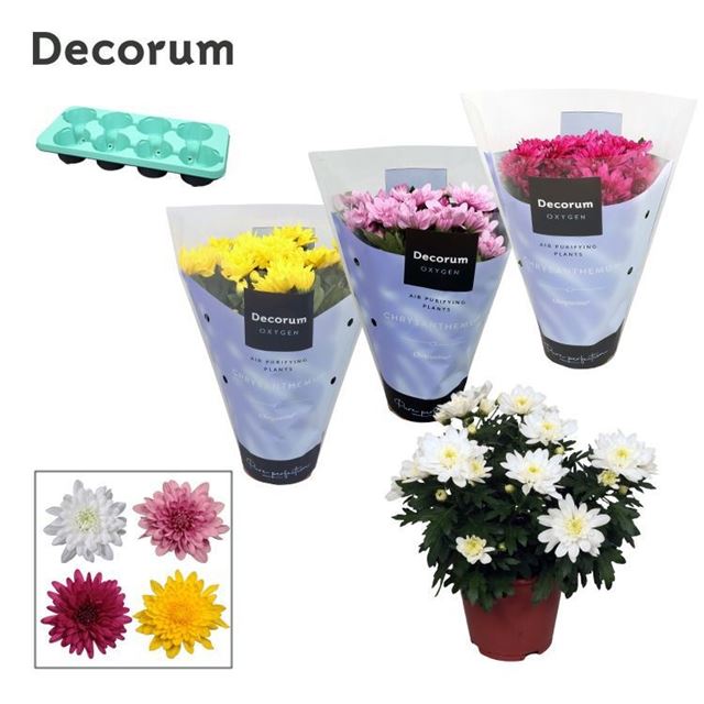 Picture of Chrysanthemum grandezza mix