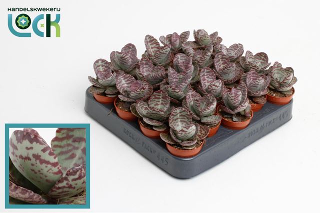 Picture of KALANCHOE ZEBRA