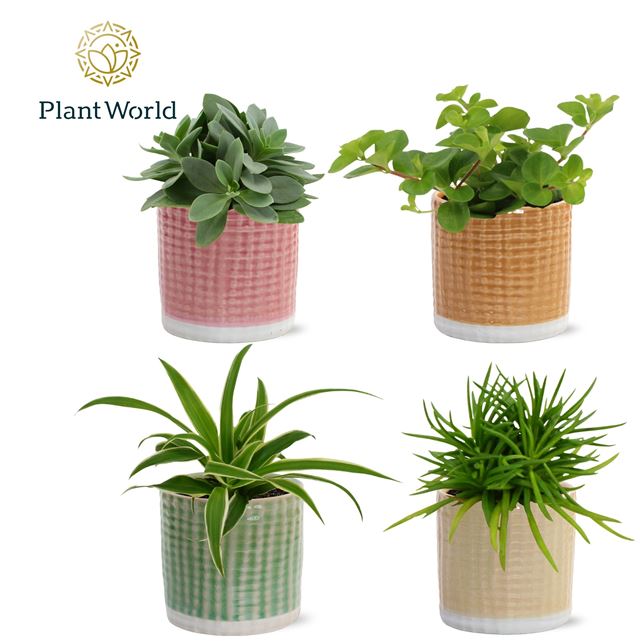 Picture of Foliage mix in ceramic