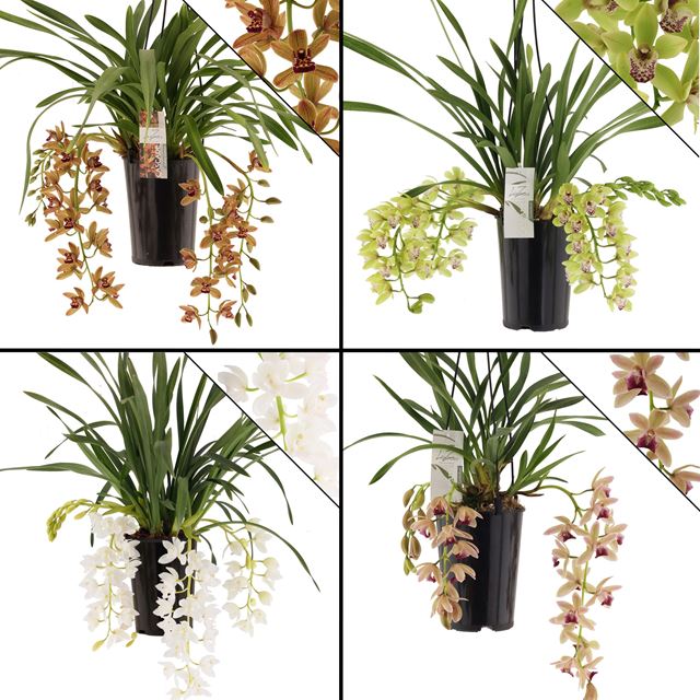 Picture of CYMBIDIUM 03/04-STEM MIX CASCADE