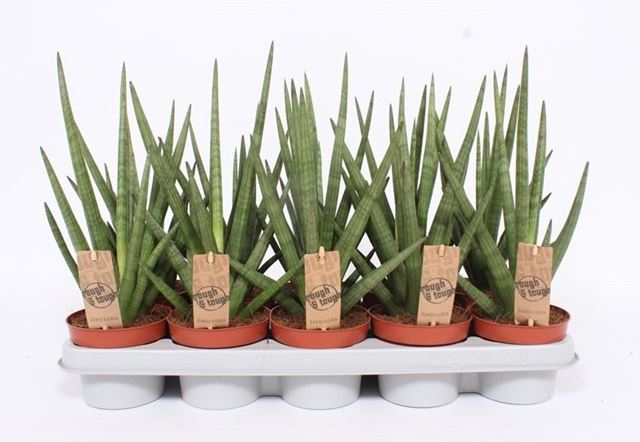 Picture of SANSEVIERIA CYLINDRICA