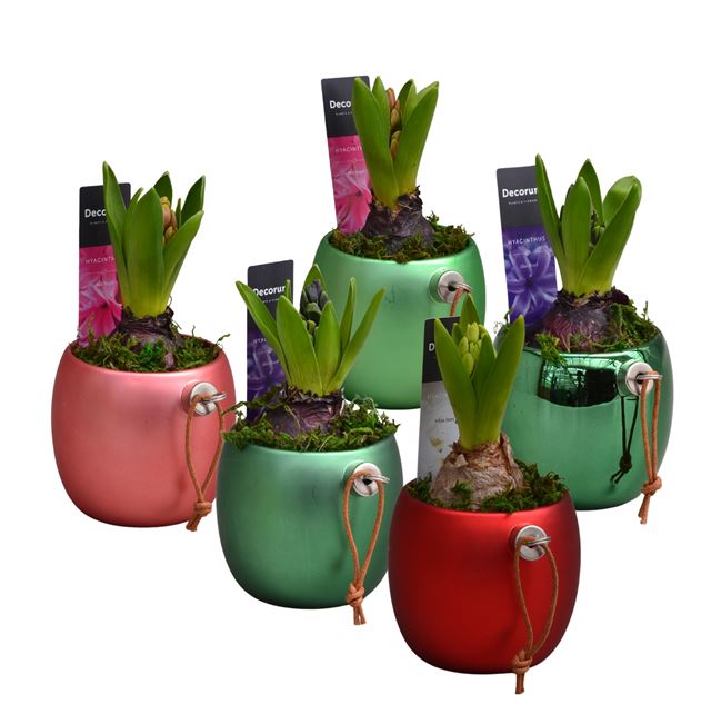 Picture of HYACINTHUS 01BULB CHRISTMAS BALL