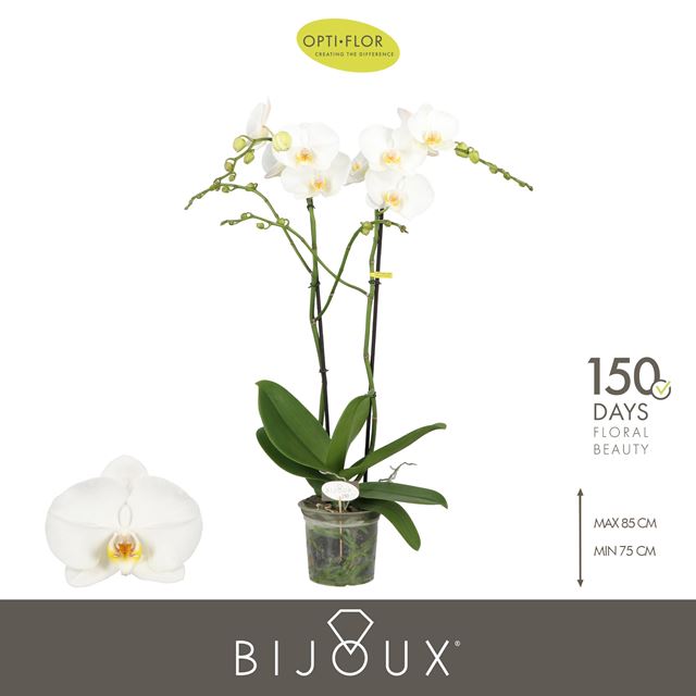 Picture of Phalaenopsis 02-stem bijoux crystal