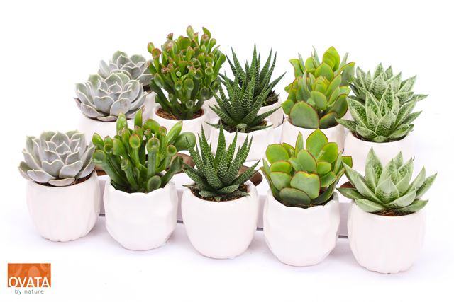 Picture of Succulent mix in ceramic