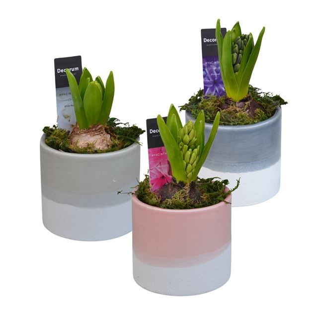 Picture of HYACINTHUS 01BULB CERAMIC FELICE