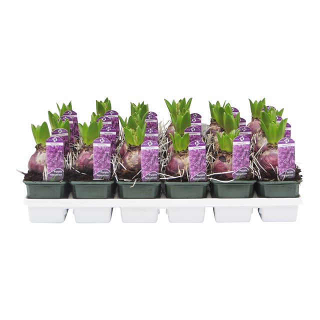 Picture of HYACINTHUS 01BULB PURPLE