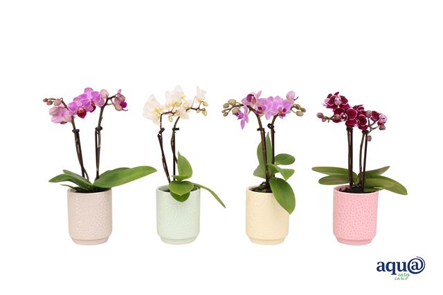 Picture of Phalaenopsis 02-stem mini mix in ceramic