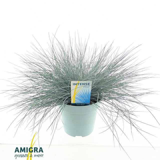 Picture of Festuca glauca intense blue