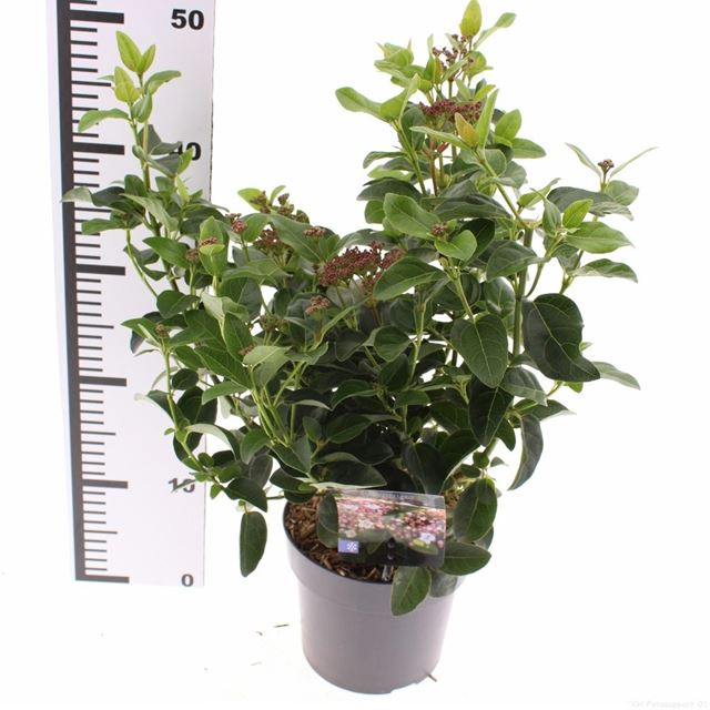 Picture of Viburnum tinus lisarose