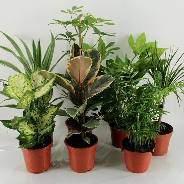 Picture of Houseplant mix