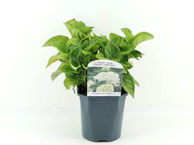 Picture of HYDRANGEA MACROPHYLLA WHITE