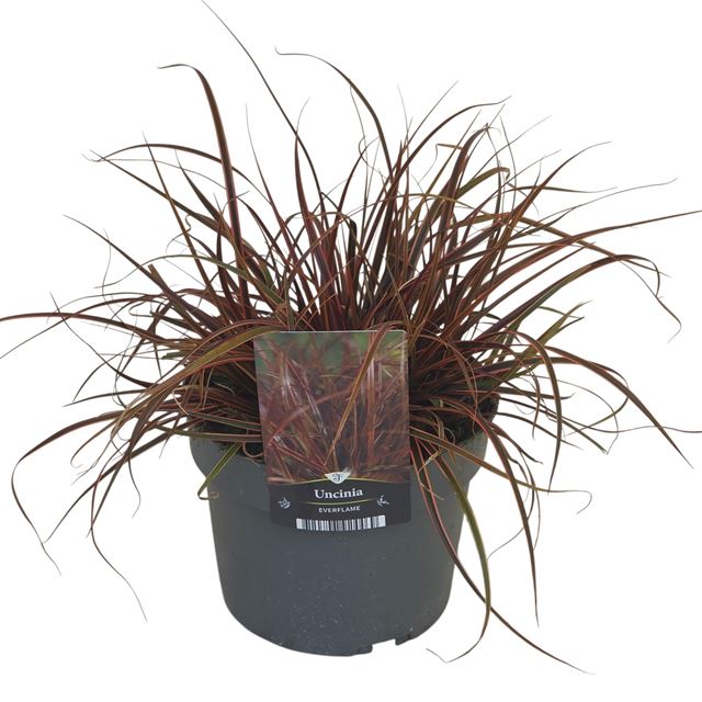 Picture of Uncinia everflame