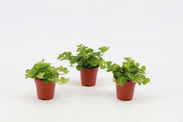 Picture of Peperomia rotundifolia